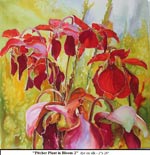 Pitcher Plant in Bloom-2, Dye on Silk